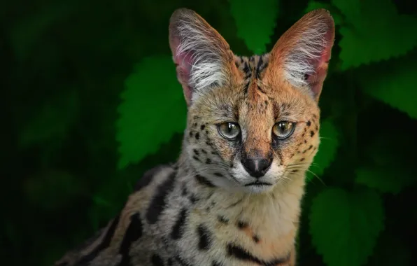 Picture look, face, leaves, portrait, wild cat, Serval