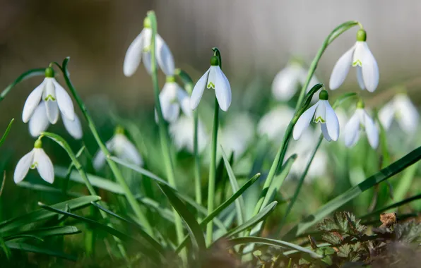 Picture flowers, spring, snowdrops, white