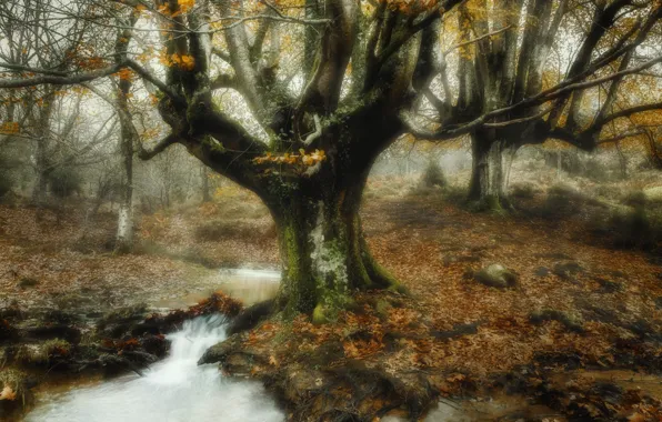 Picture autumn, tree, river