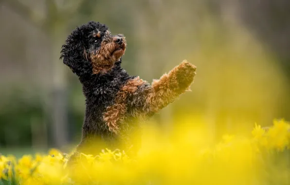 Picture flowers, pose, Park, legs, dog, spring, yellow, puppy, flowerbed, poodle, stand, daffodils, bokeh