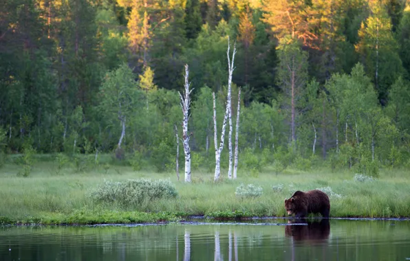 Picture forest, river, shore, bear, brown