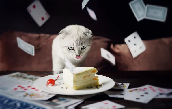 Picture language, cat, white, card, cat, look, pose, the dark background, table, food, fold, plate, cake, …