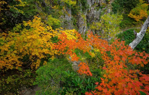 Picture autumn, forest, trees, rocks, the colors of autumn, bright foliage