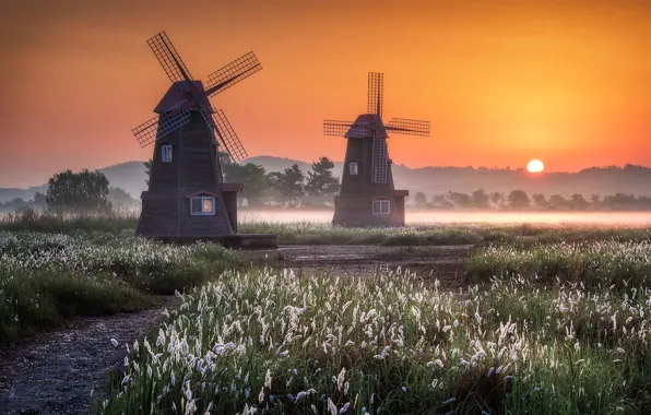 Picture field, forest, the sun, sunset, fog, dawn, two, spikelets, mill, haze, path, windmills, windmill