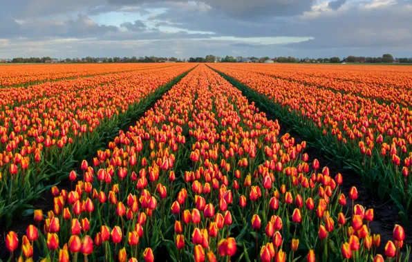 Picture field, the sky, flowers, bright, spring, tulips, buds, the ranks, field of tulips, plantation, Tulip …