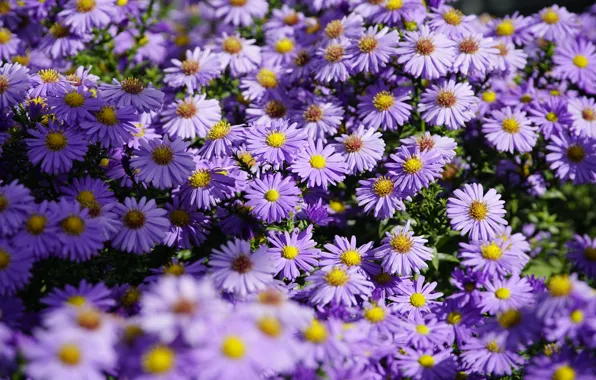 Picture flowers, garden, flowerbed, the bushes, a lot, lilac, asters