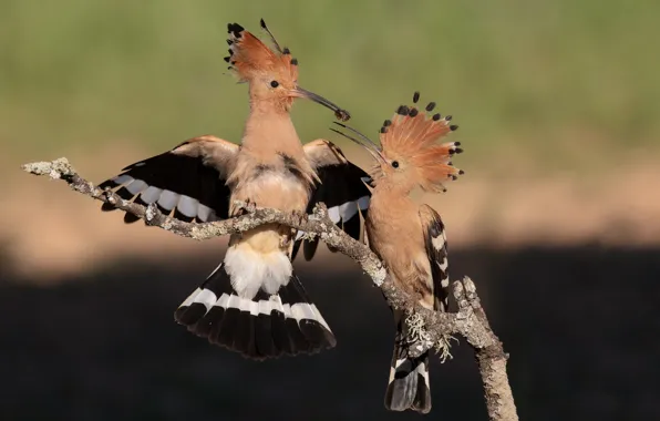 Picture birds, background, bird, two, branch, pair, food, two, hoopoe, meal, hoopoes