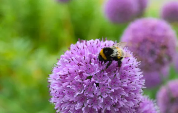 Picture flower, lilac, macro flowers nature, bumblebee on a flower
