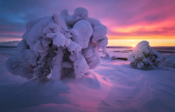 Picture winter, the sun, rays, snow, trees, sunset, ate, The white sea, The Kola Peninsula, Murmansk …