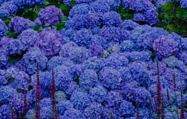 Picture flowers, blue, hydrangea