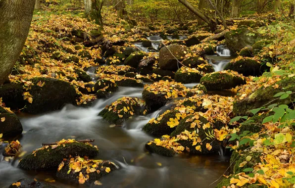 Picture autumn, forest, branches, stream, stones, foliage, moss, falling leaves, pond, forest, autumn leaves, forest stream