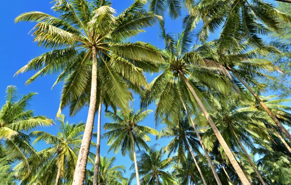Picture beach, summer, the sky, the sun, palm trees, summer, beach, beautiful, paradise, palms, tropical
