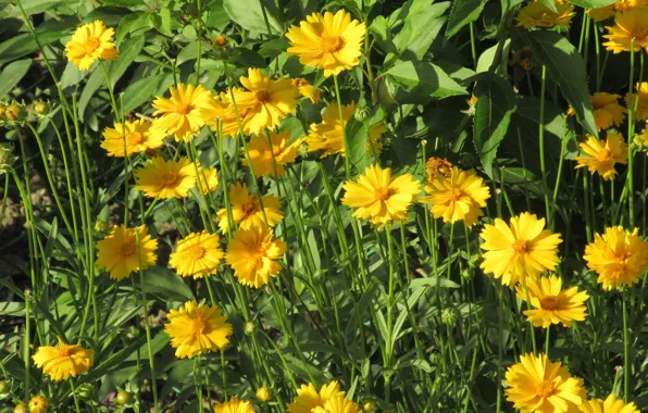 Picture summer, flowers, Bush, yellow, 2018, June, Meduzanol ©