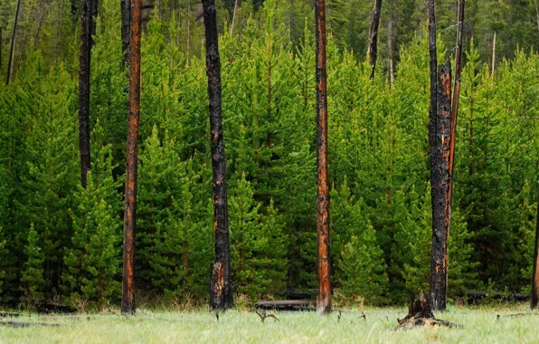 Picture forest, trees, Wyoming, USA, Yellowstone national Park