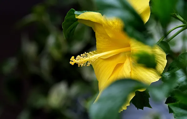 Picture flower, leaves, macro, yellow, blur, bokeh, hibiscus