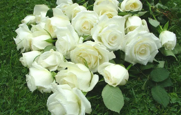 Picture drops, Rosa, roses, white roses