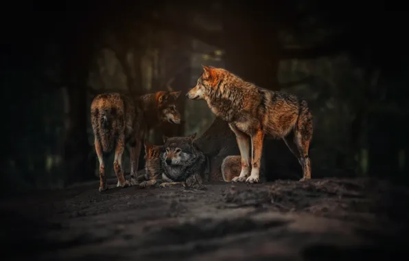 Picture nature, background, wolves