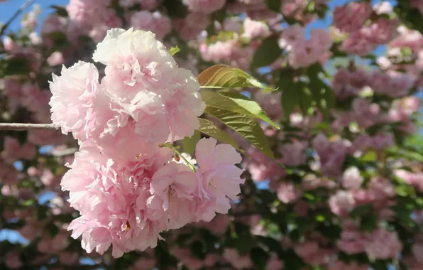 Picture light, flowers, branch, spring, Sakura, pink, flowering, almonds, bokeh