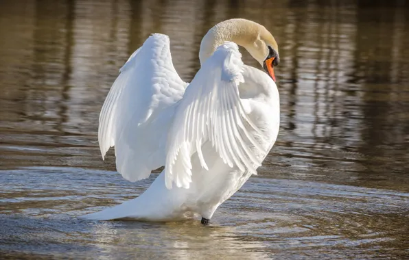 Picture white, pose, bird, wings, Swan, pond