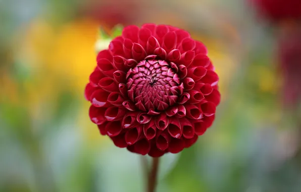 Picture flower, red, Bud, Dahlia, bokeh