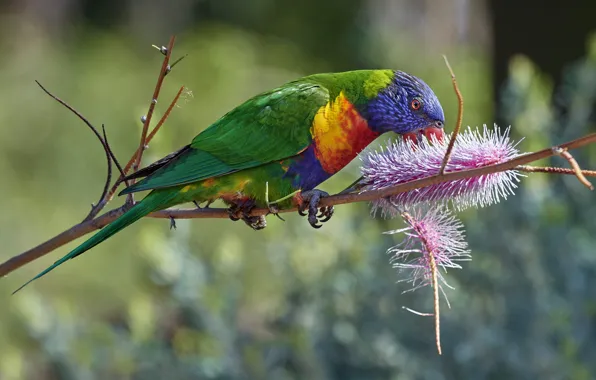 Picture flowers, background, bird, branch, parrot, bokeh, rainbow lorikeet