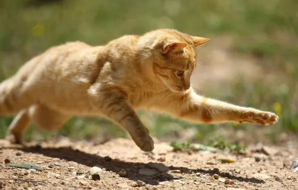 Picture cat, cat, pose, jump, butterfly, red, hunter