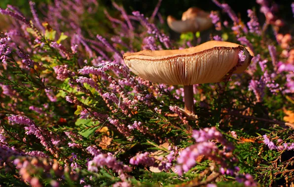 Picture flowers, glade, mushroom, pink, Heather