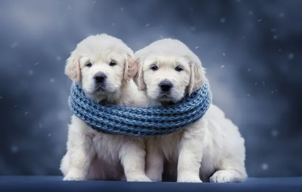 Picture dogs, background, scarf, puppies, a couple, Golden Retriever, Golden Retriever, Natalia Lays