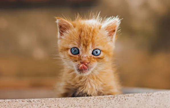 Picture muzzle, licked, stuck out his tongue, ginger kitten