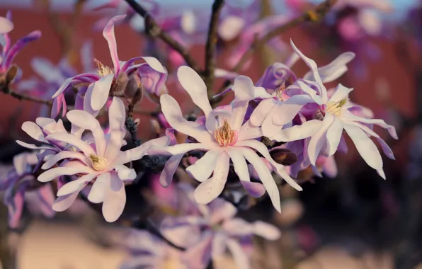 Picture flowers, branch, spring, flowering, Magnolia