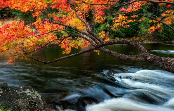 Picture autumn, branches, river, stones, tree, shore, for, pond, the colors of autumn, bright foliage