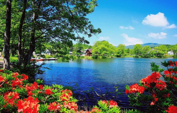 Picture flower, sky, lake, houses