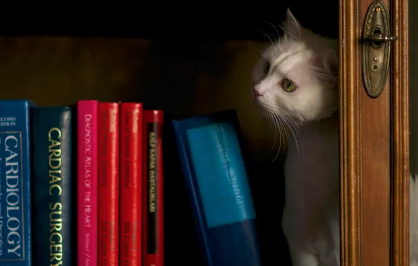 Picture cat, white, cat, look, the dark background, books, shelf, white, wardrobe, library, still life, Kote, …