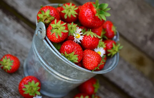 Picture flowers, Strawberry, berry