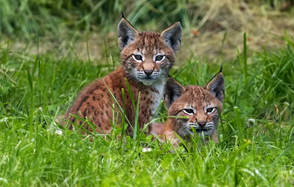Picture grass, glade, lynx, a couple, lynx, faces, a small lynx, the lynx