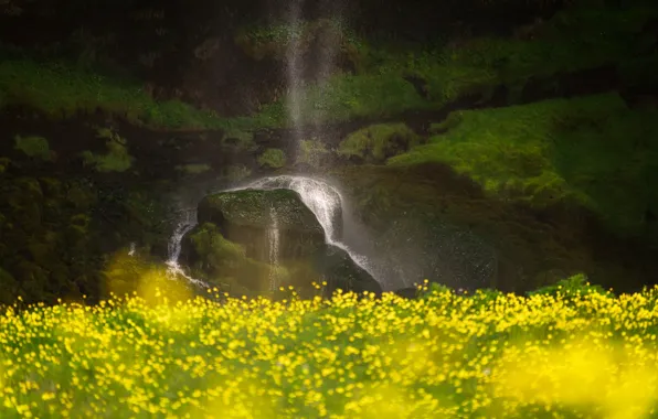 Picture field, flowers, rocks, shore, waterfall, yellow, bokeh