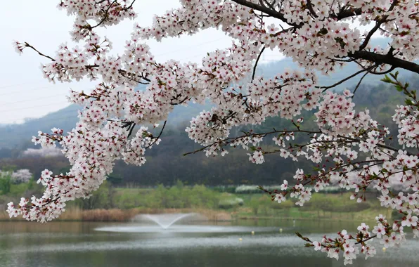 Picture flowers, branches, nature, spring, Sakura, flowering, pond