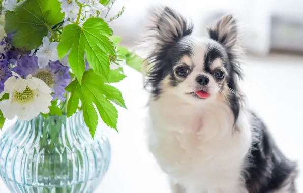 Picture flowers, bouquet, Chihuahua