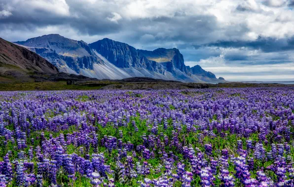 Picture field, summer, flowers, mountains, meadow, lilac, lupins