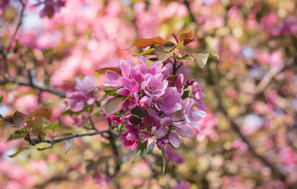 Picture branch, spring, Apple, flowering, bokeh