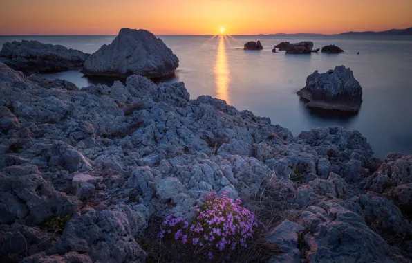 Picture sea, the sky, the sun, sunset, flowers, stones, rocks, shore, horizon, pond, rocky