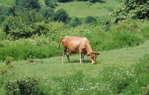 Picture green, village, cow