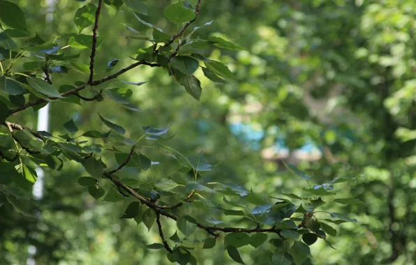 Picture leaves, trees, green, wood (trees), poplar, green leaves