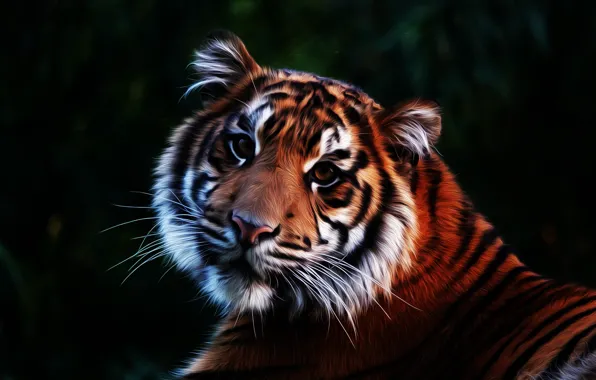 Picture look, tiger, predator