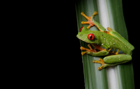 Picture look, macro, leaf, frog, black background, red-eyed tree frog, dendrobates