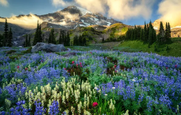 Picture mountains, Washington, Mount Rainier, wildflowers