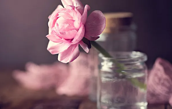 Picture pink, petals, Bank, bokeh, Ranunculus