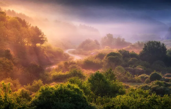 Picture greens, forest, summer, light, trees, mountains, fog, dawn, vegetation, morning, track, haze, the bushes