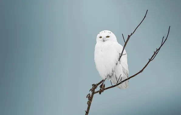 Picture background, owl, bird, branch, white, polar