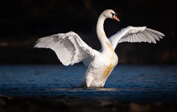 Picture white, the dark background, bird, Swan, pond, flap